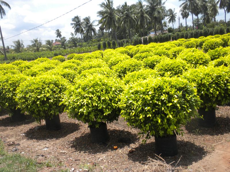 Ficus Panda Plant Supplier,Wholesale Ficus Panda Plant Distributor in