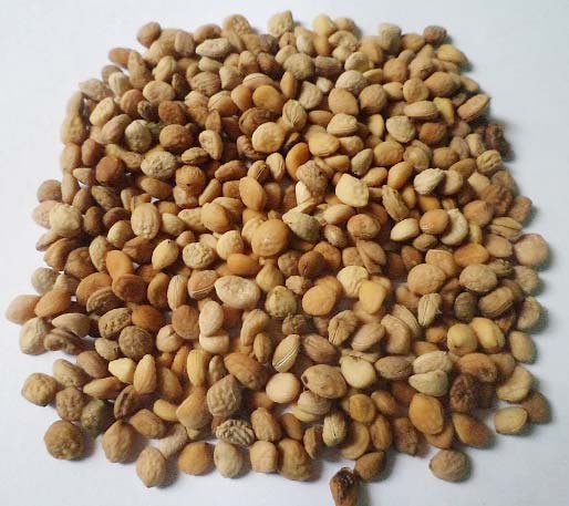 Herbal Ayurvedic Seeds