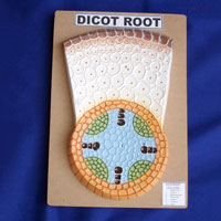 Dicot Root Model
