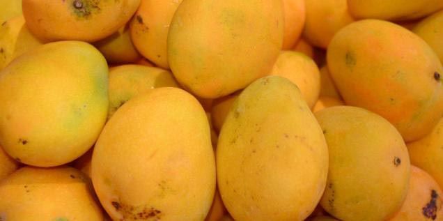 Chaunsa Mango