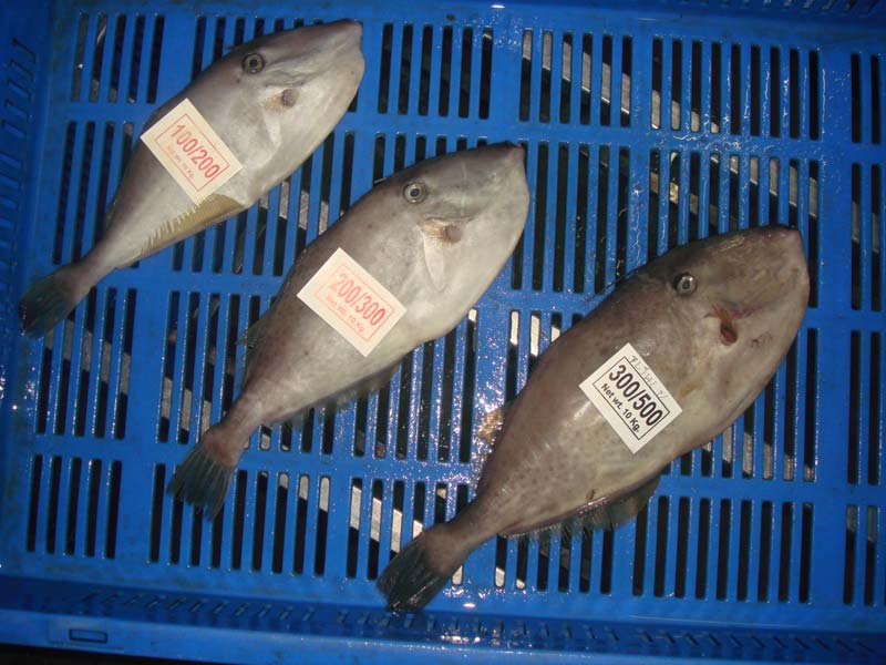 Leather Jacket fish,Thailand price supplier - 21food-thanhphatduhoc.com.vn
