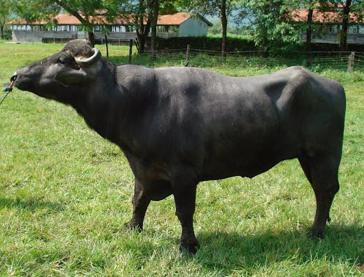 Murrah Bull