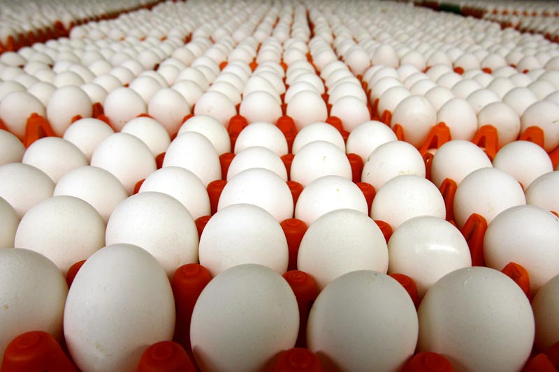 Poultry Eggs Suppliers
