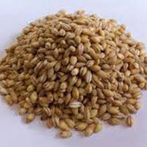 Barley Seeds