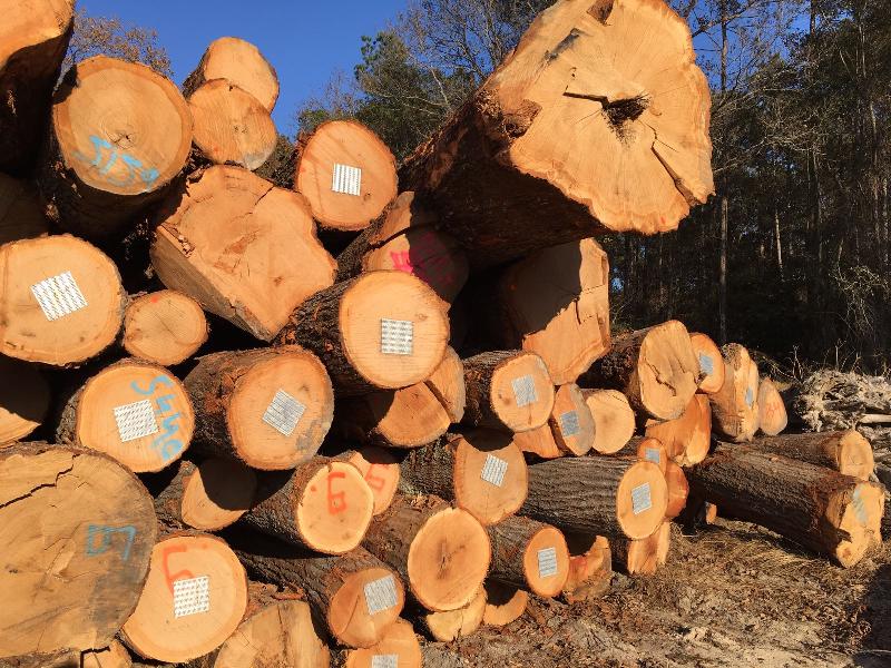 Hickory Wood Log 03