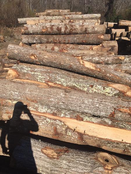 Hickory Wood Log 05