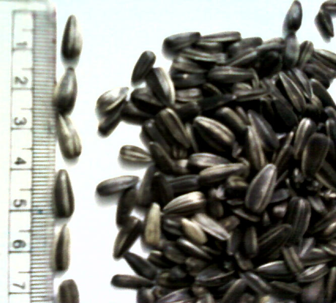Grey Sunflower Seeds