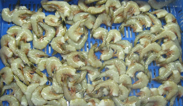Frozen Headless White Shrimps