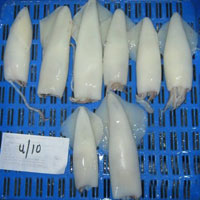 Frozen Squid Whole Cleaned