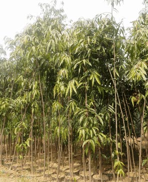 Ashoka Pendula Plant