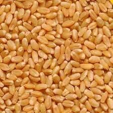 Wheat Seeds 01