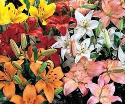 Fresh Asiatic Lily Flowers