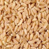 Wheat