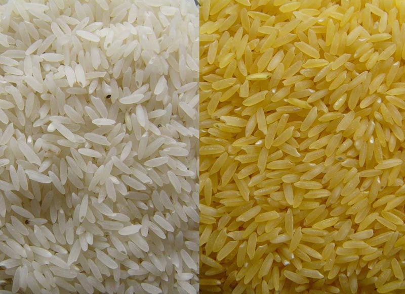 Golden Rice