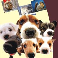 Tarang Success Notebook (270X167mm)