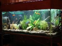 fish aquarium home laxmi nagar