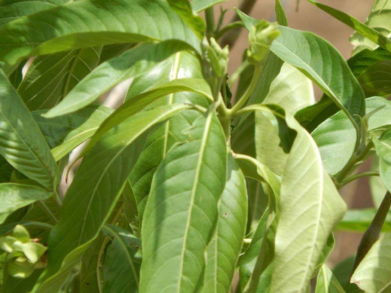 Adhatoda Vasica Plant
