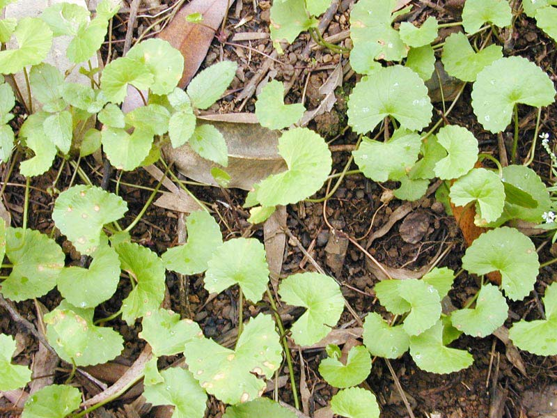 Centella Asiatica Plant