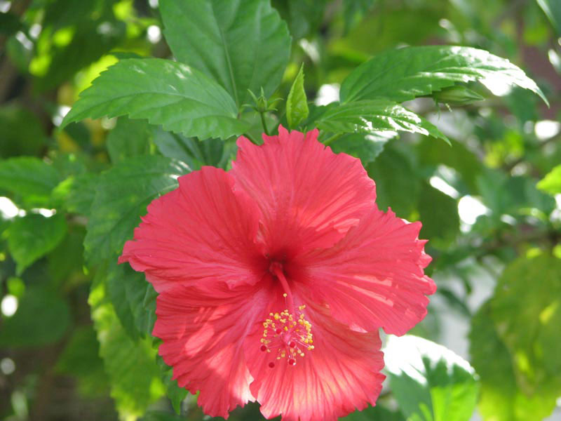 Hibiscus Rosa Sinensis Plant