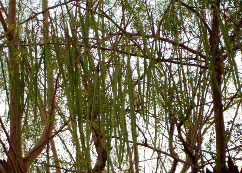 Moringa Oleifera Plant