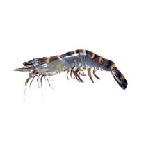 Tiger Prawn Fish
