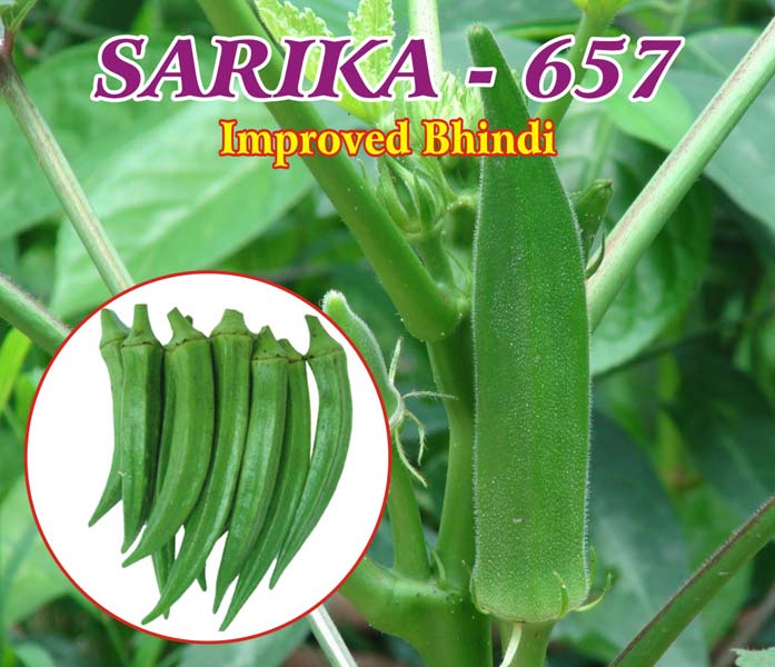 Lady Finger Seeds (Sarika - 657)