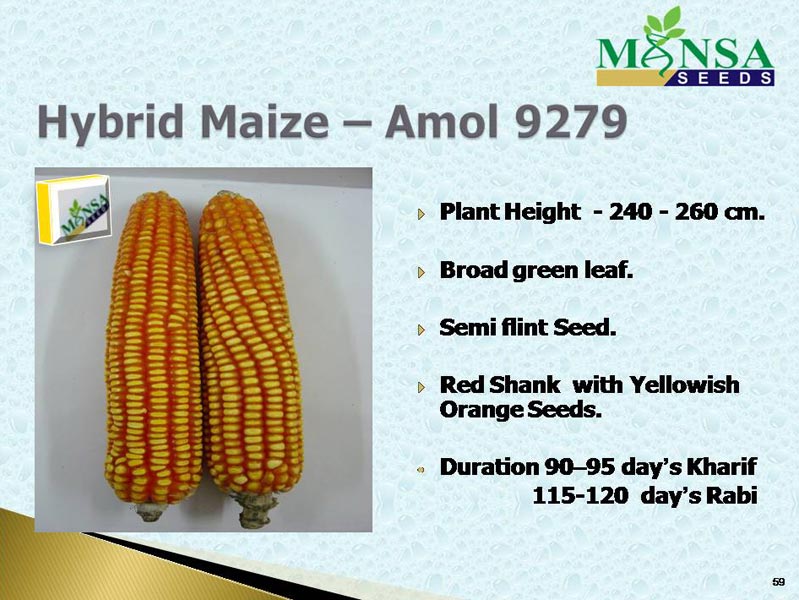Maize Seeds (Amol-9279) 01