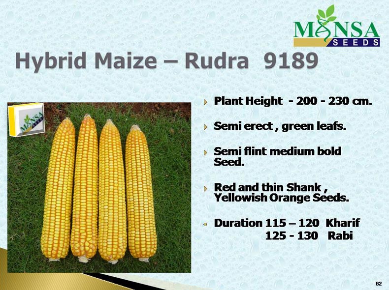 Maize Seeds (Rudra-9189) 01