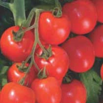 Tomato Seeds (Tasty - 1008) 02