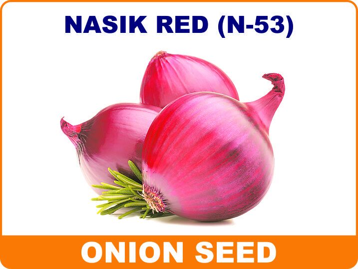 Nasik Red Onion Seeds