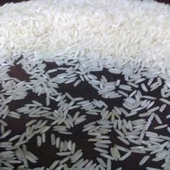 PR 11 Rice