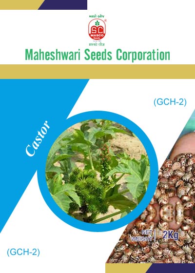 GCH-2 Castor Seeds