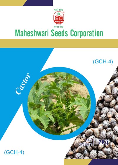GCH-4 Castor Seeds