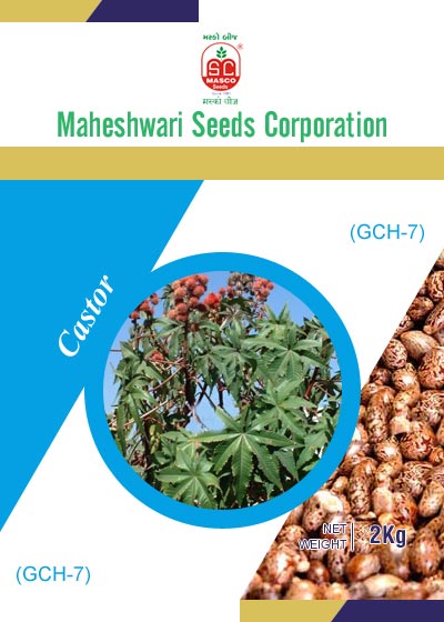 GCH-7 Castor Seeds