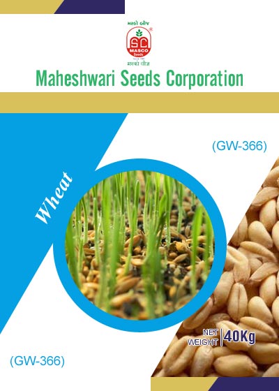 GW-366 Wheat Seeds