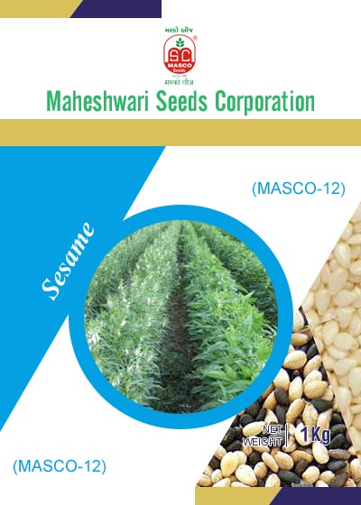 Masco-12 Sesame Seeds