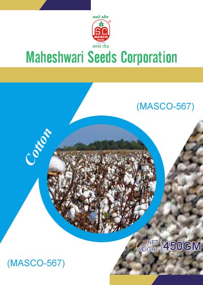 Masco-567 Cotton Seeds