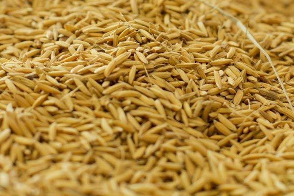 Rice Bran