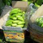 Fresh Green Banana 02