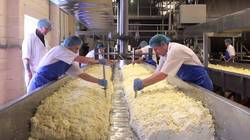 Cheese Processing Plant