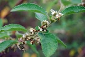 Lippia Origanoides Oil