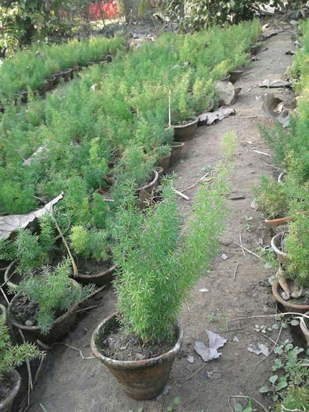 Asparagus Sprengeri Plants