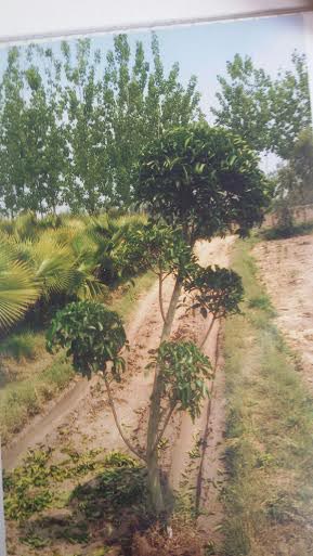 Ficus Retusa Topiary
