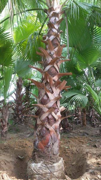 Washingtonia Palm Plants