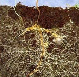Mycorrhizae Biofertilizer
