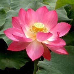Fresh Lotus Flower
