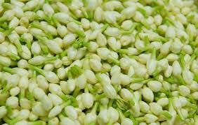 Fresh Jasmine Flower