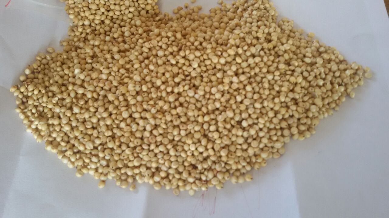 Param Commodities International In Sadar Rajkot Gujarat Green Millets Dealer Indianyellowpages