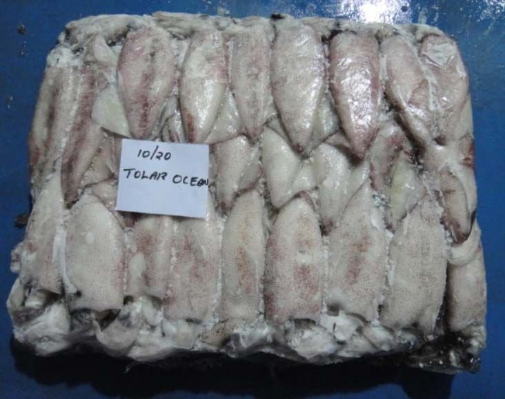 10/20 Frozen Squid