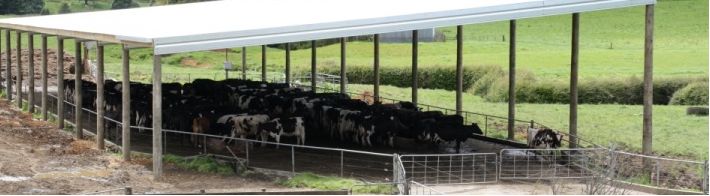 Cattle Sheds